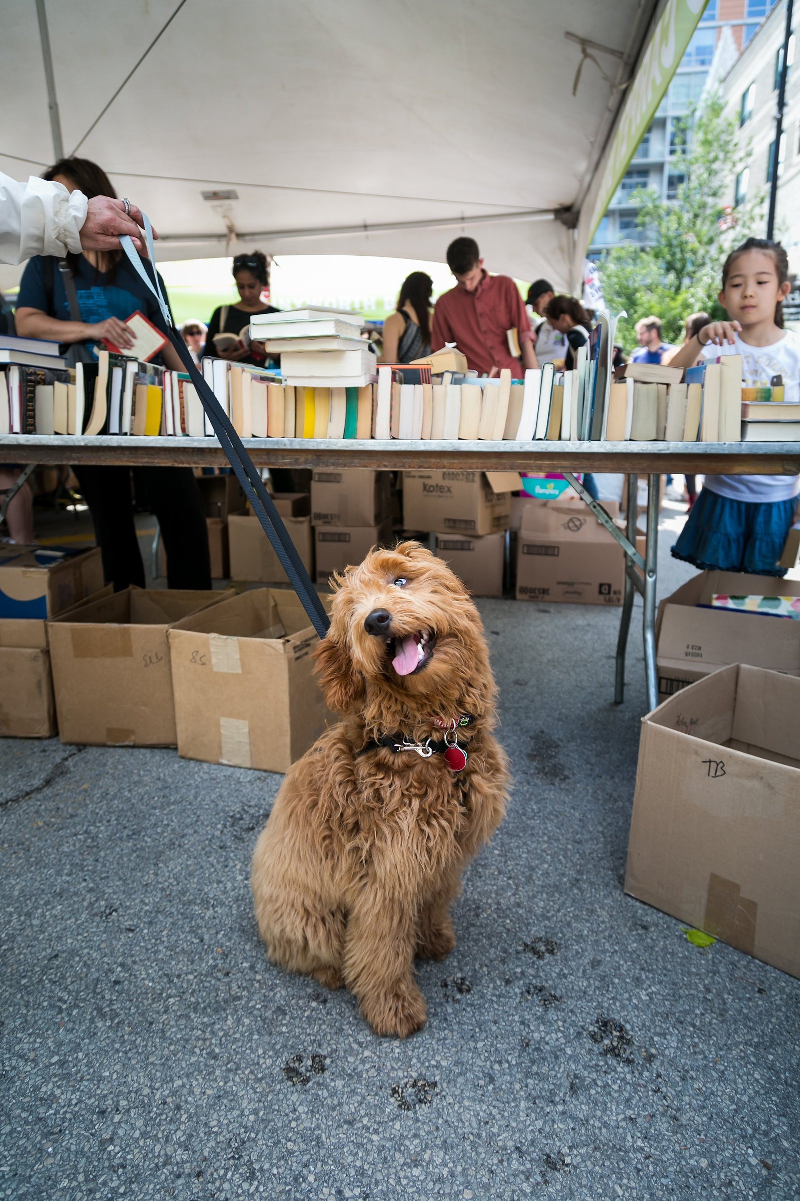 Fun photo of a cute dog at an event by photographer Alissa Pagels-Minor