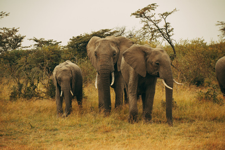 Gentle Giants