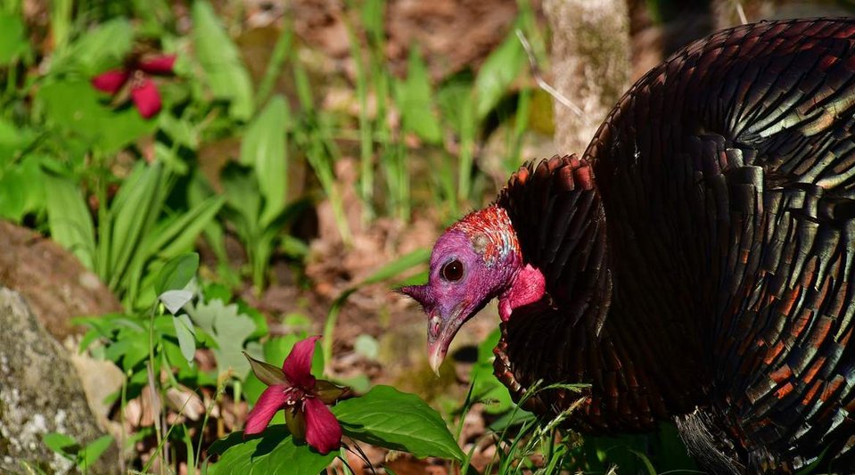 Eastern wild turkey and purple trillium