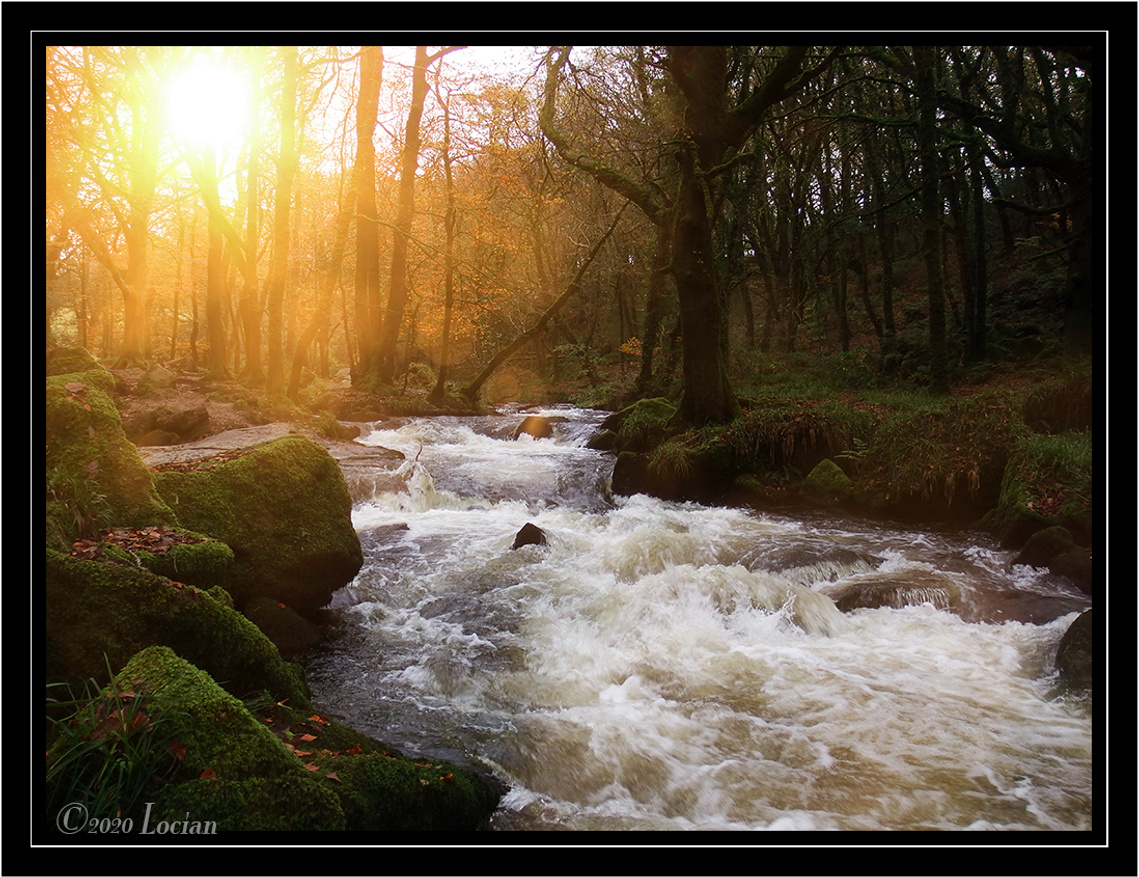 Setting Sun at Golitha Falls on the edge of Bodmin moor. The many  trees of this woodland concealing the River Fal.