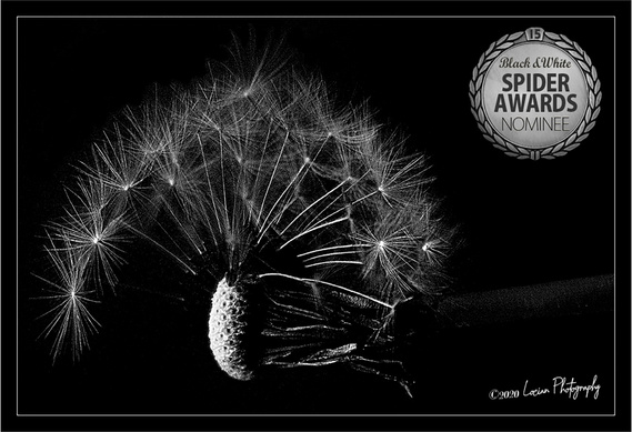 International Black and White Spider Awards winning Nomination image. Depicts a half Dandelion with seeds.