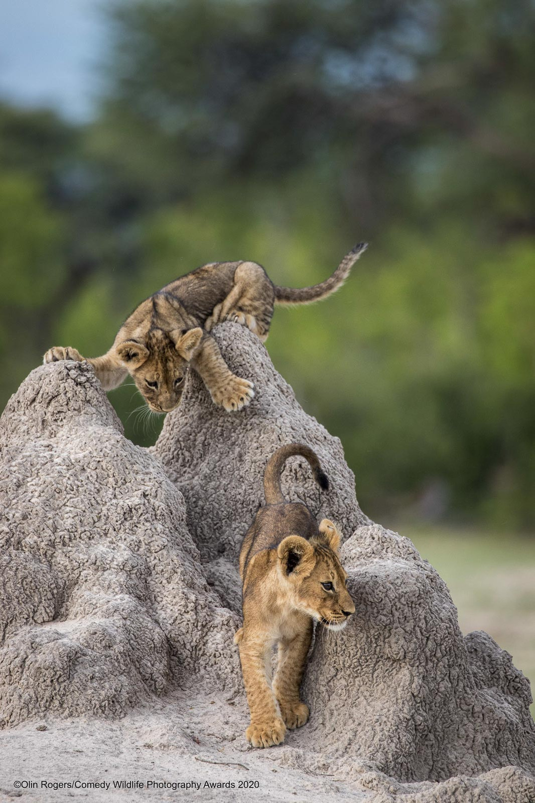 © Olin Rogers / Comedy Wildlife Photography Awards 2020