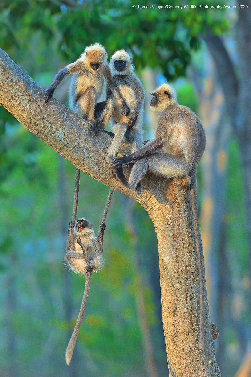 © Thomas Vijayan / Comedy Wildlife Photography Awards 2020