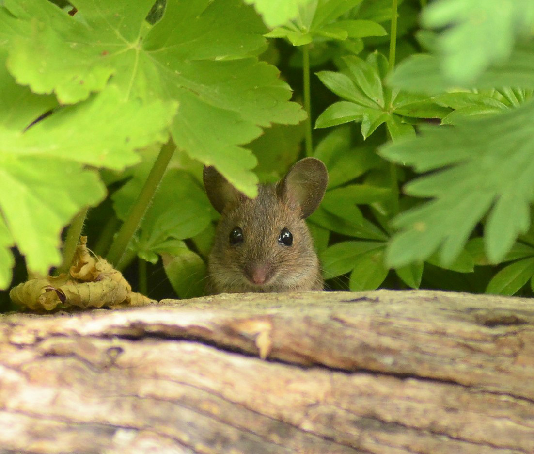 Winner: Mouse by William Lambourne
