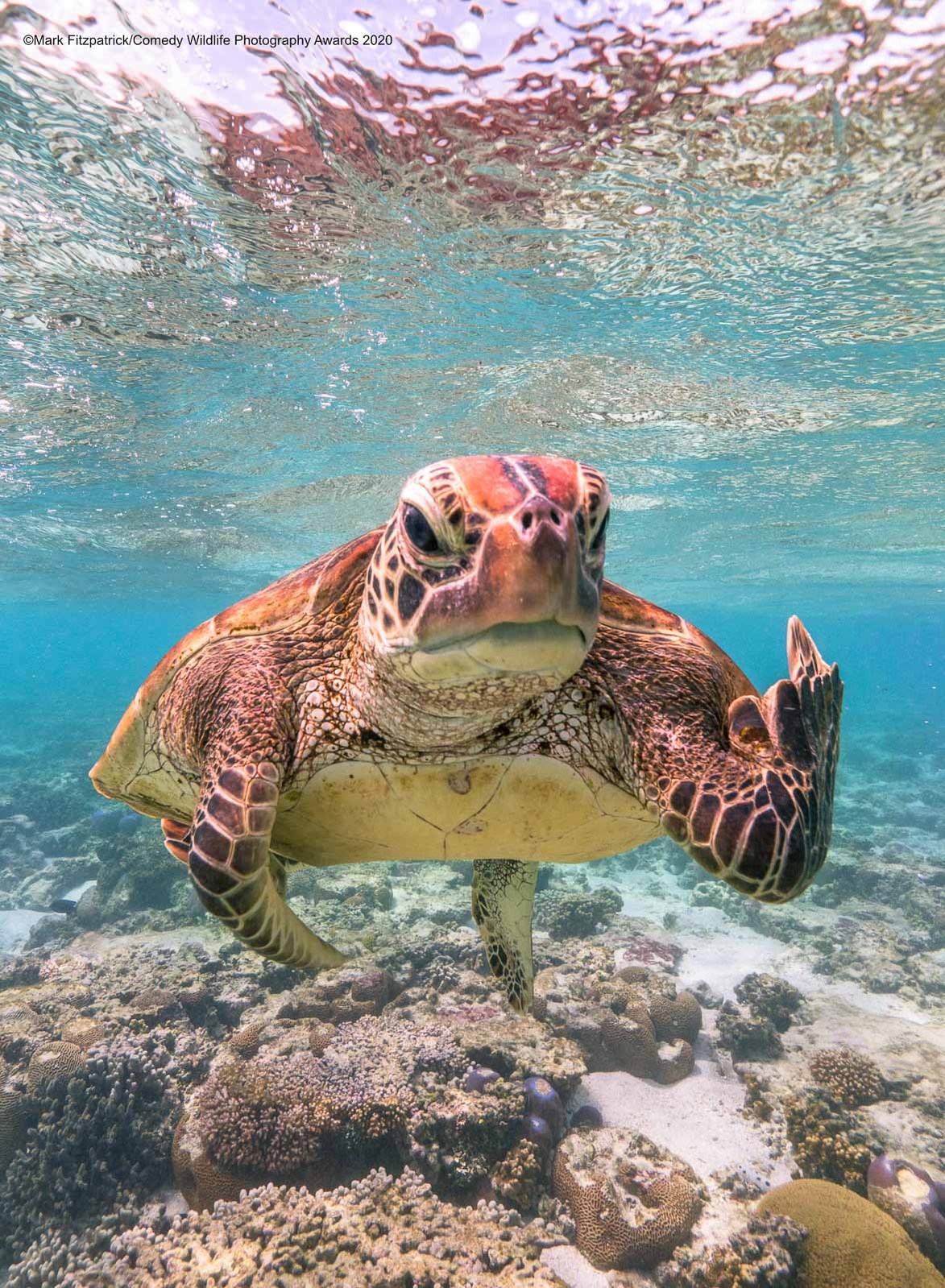 © Mark Fitzpatrick / Comedy Wildlife Photography Awards 2020