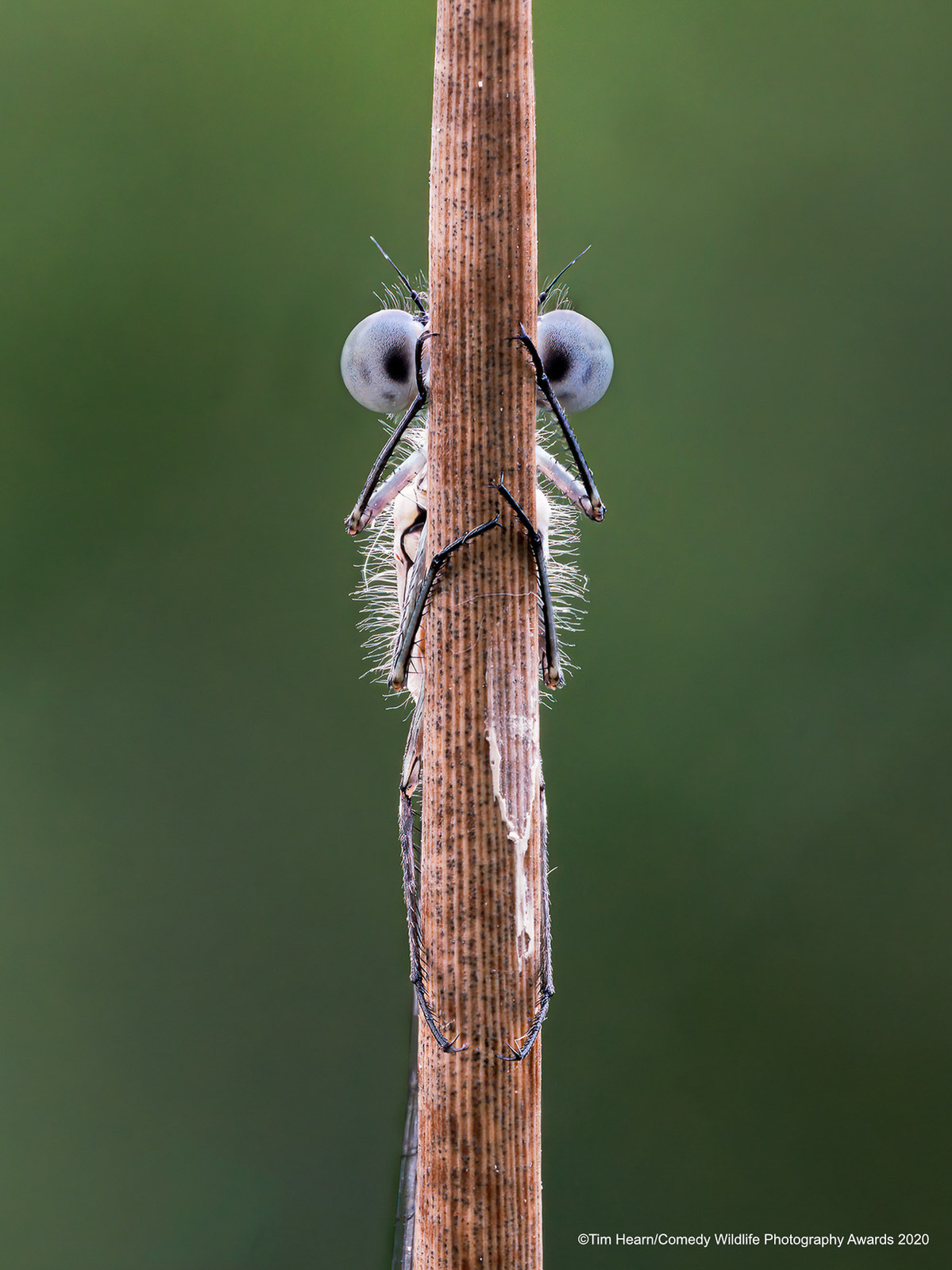 © Tim Hearn / Comedy Wildlife Photography Awards 2020