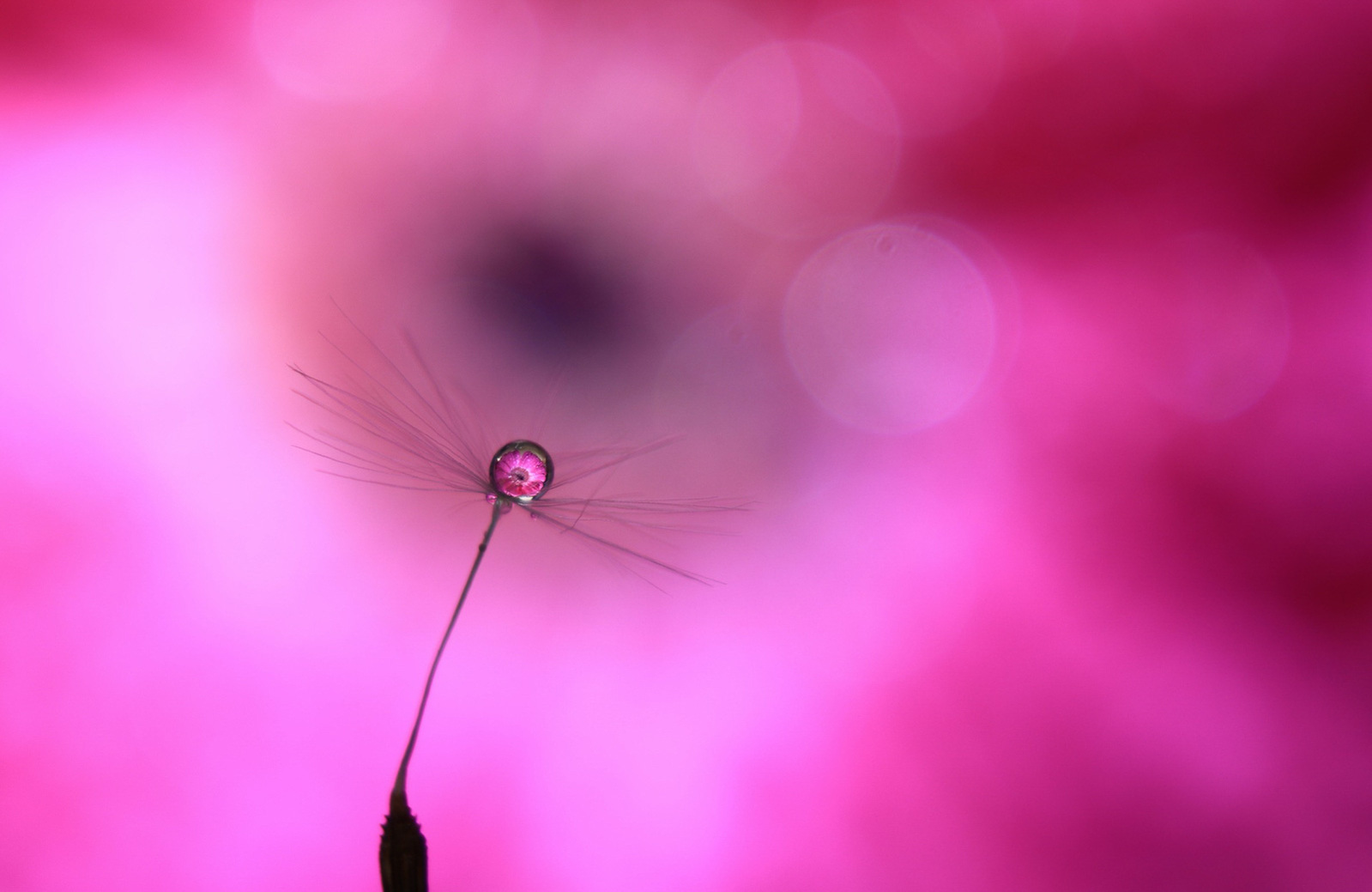 Runner-up: Water droplet refraction by Daniel Howgego