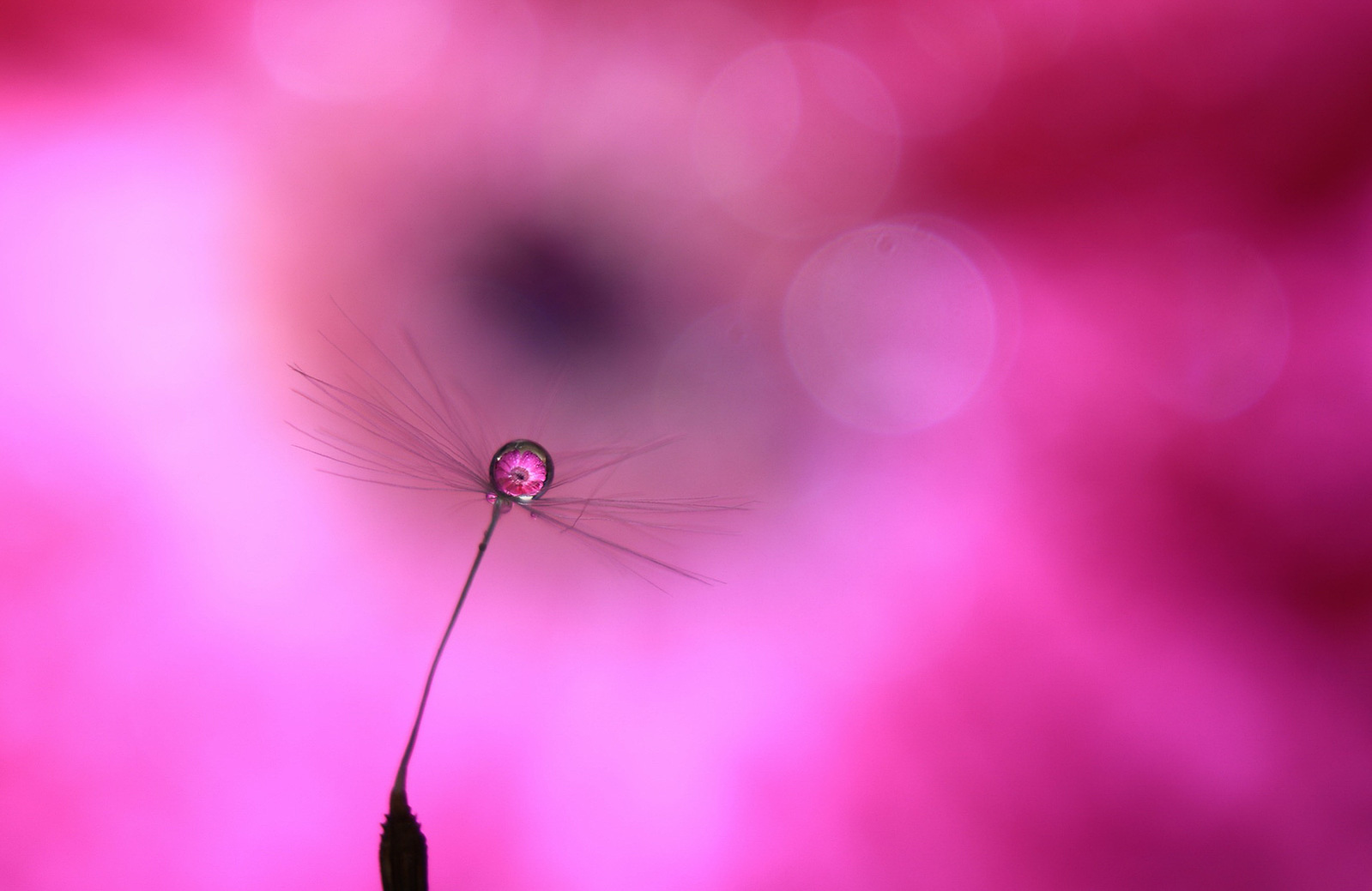 Runner-up: Water droplet refraction by Daniel Howgego