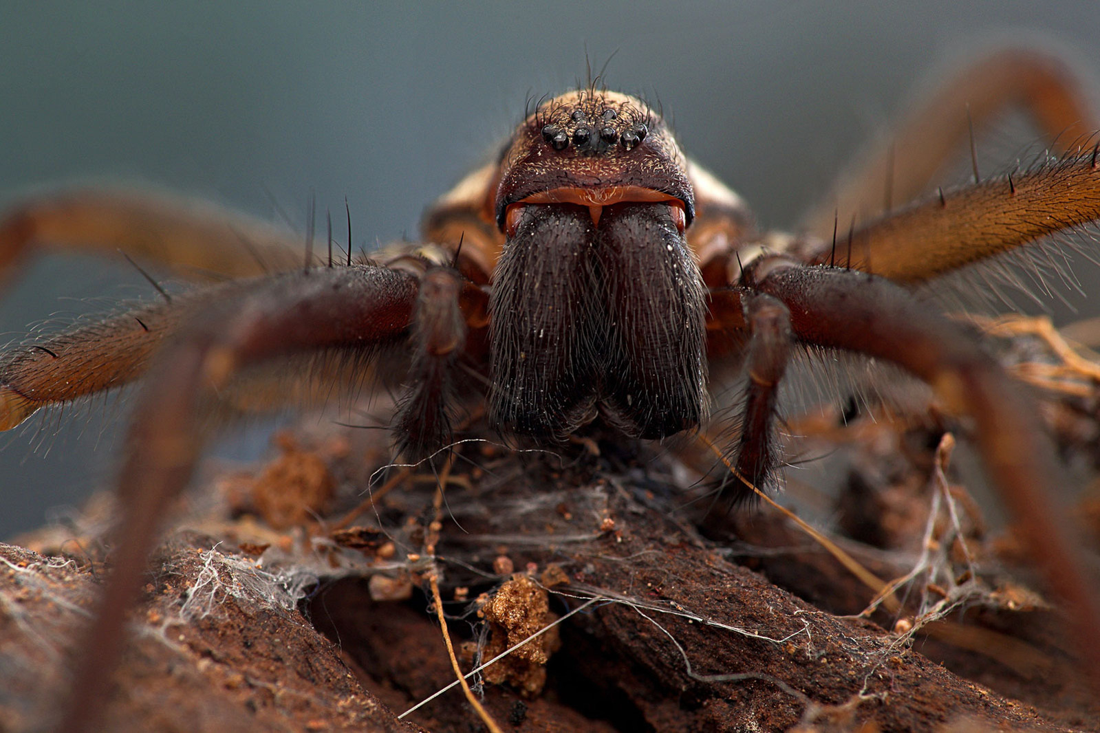 Runner-up: House Spider by Josh Phangurha