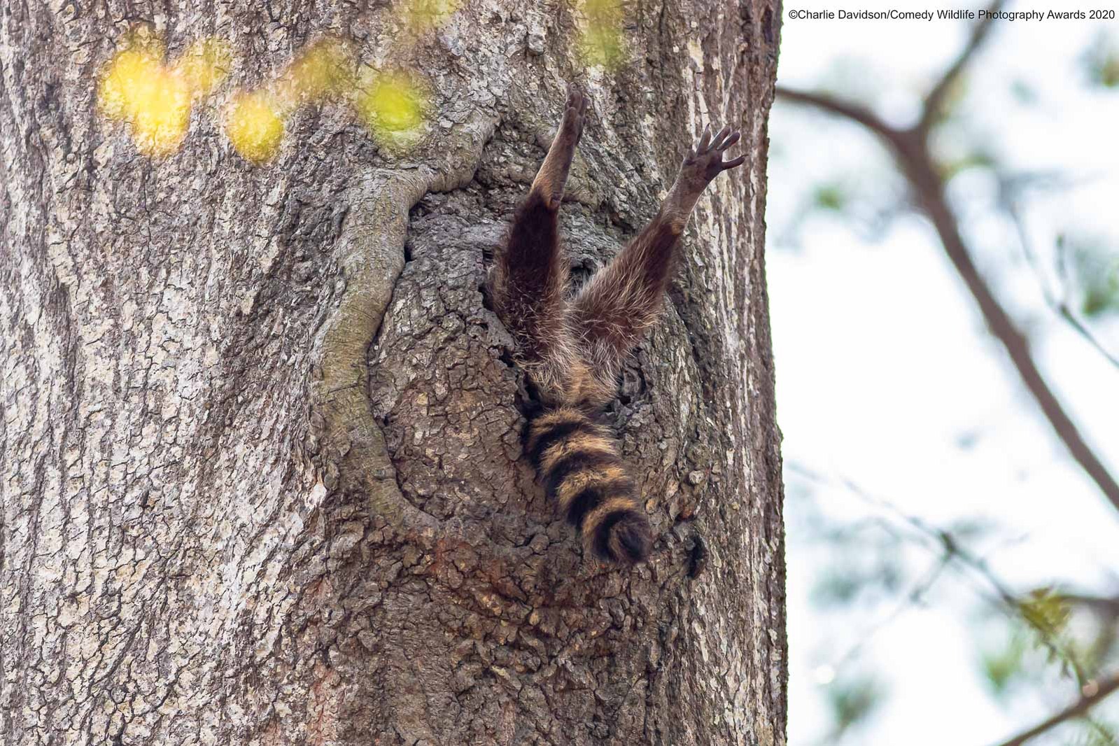 © Charlie Davidson / Comedy Wildlife Photography Awards 2020
