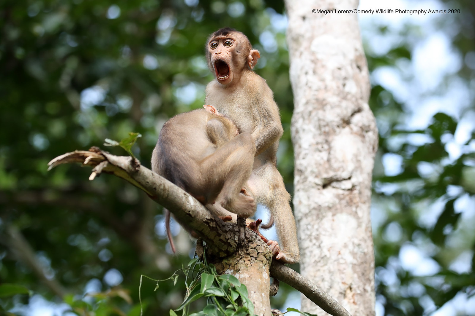 © Megan Lorenz / Comedy Wildlife Photography Awards 2020