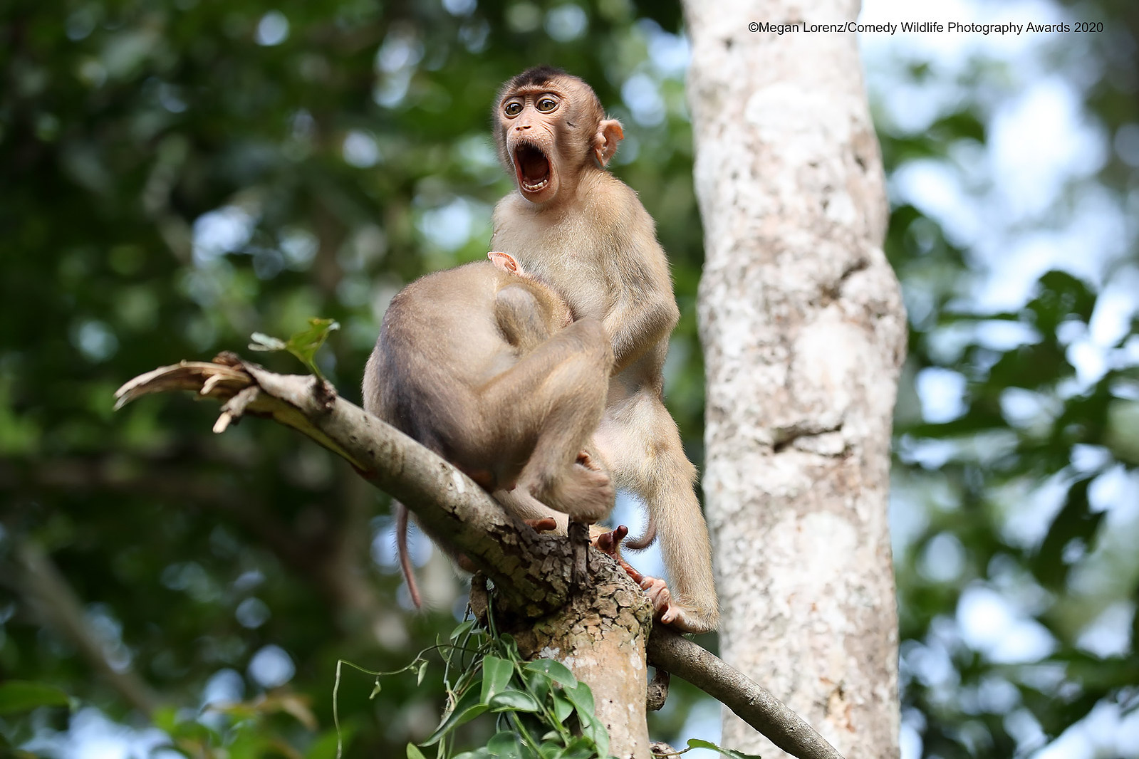 © Megan Lorenz / Comedy Wildlife Photography Awards 2020