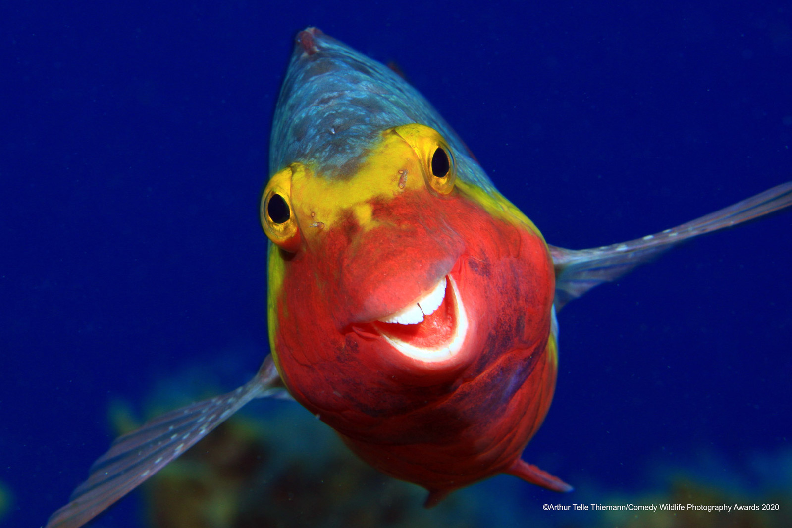 © Arthur Telle Thiemenn / Comedy Wildlife Photography Awards 2020