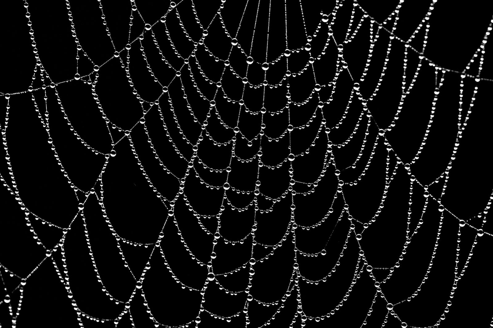Winner: Spiders Web by Michael Howard

