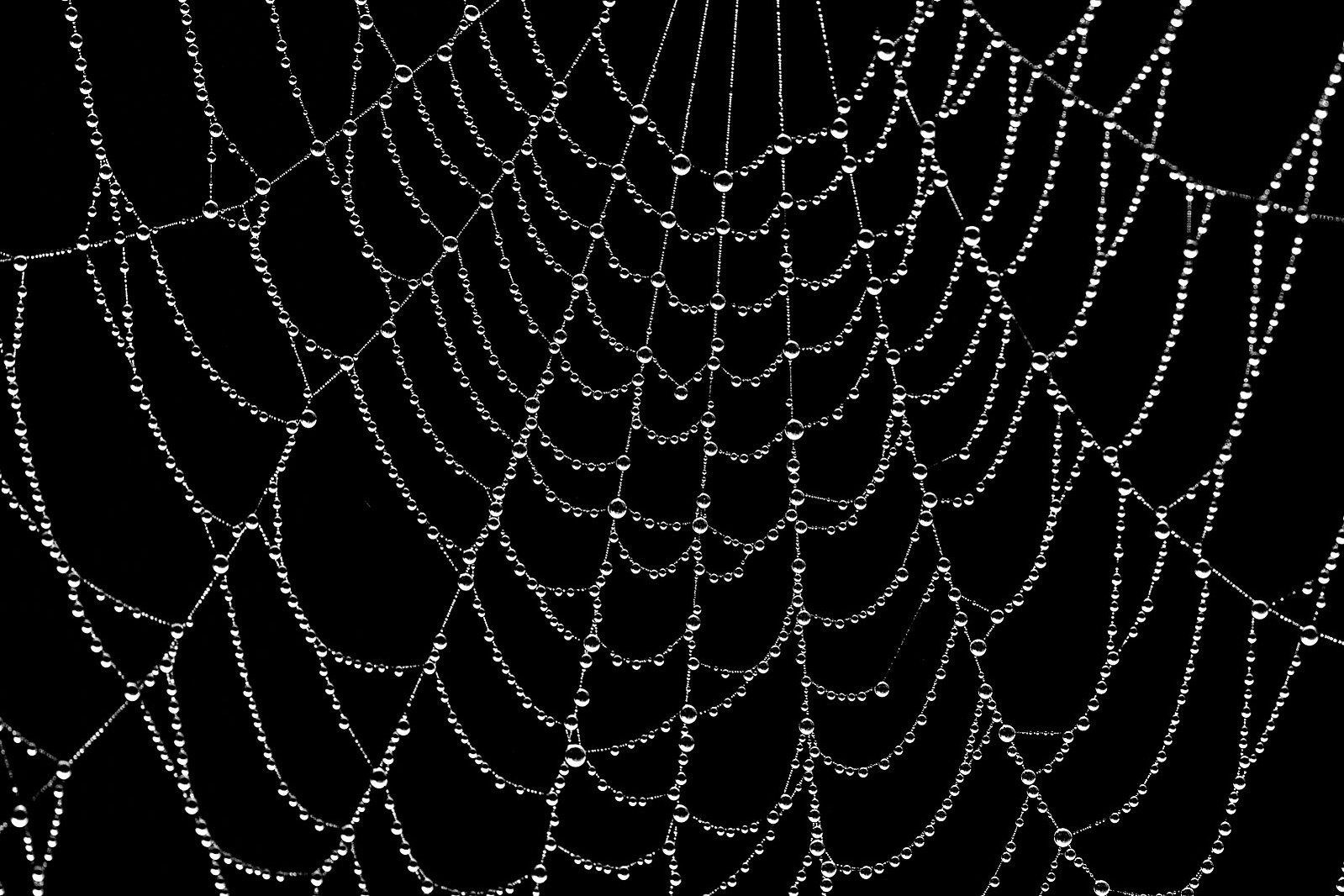 Winner: Spiders Web by Michael Howard

