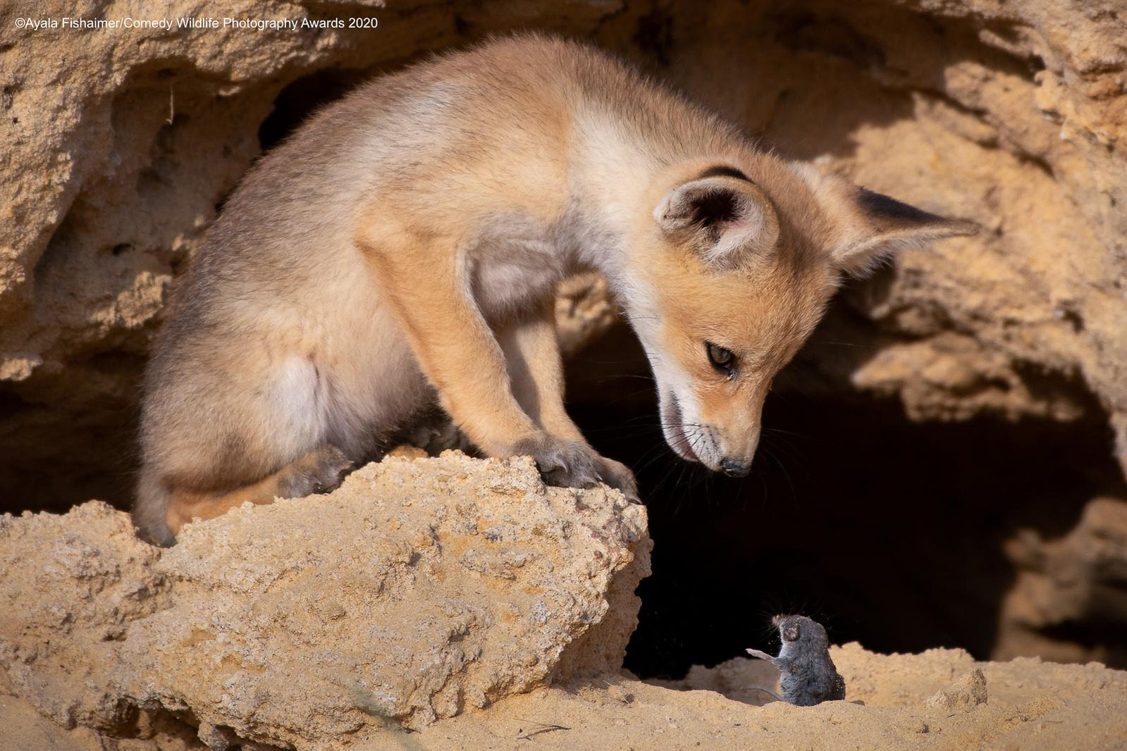 © Ayala Fishaimer / Comedy Wildlife Photography Awards 2020