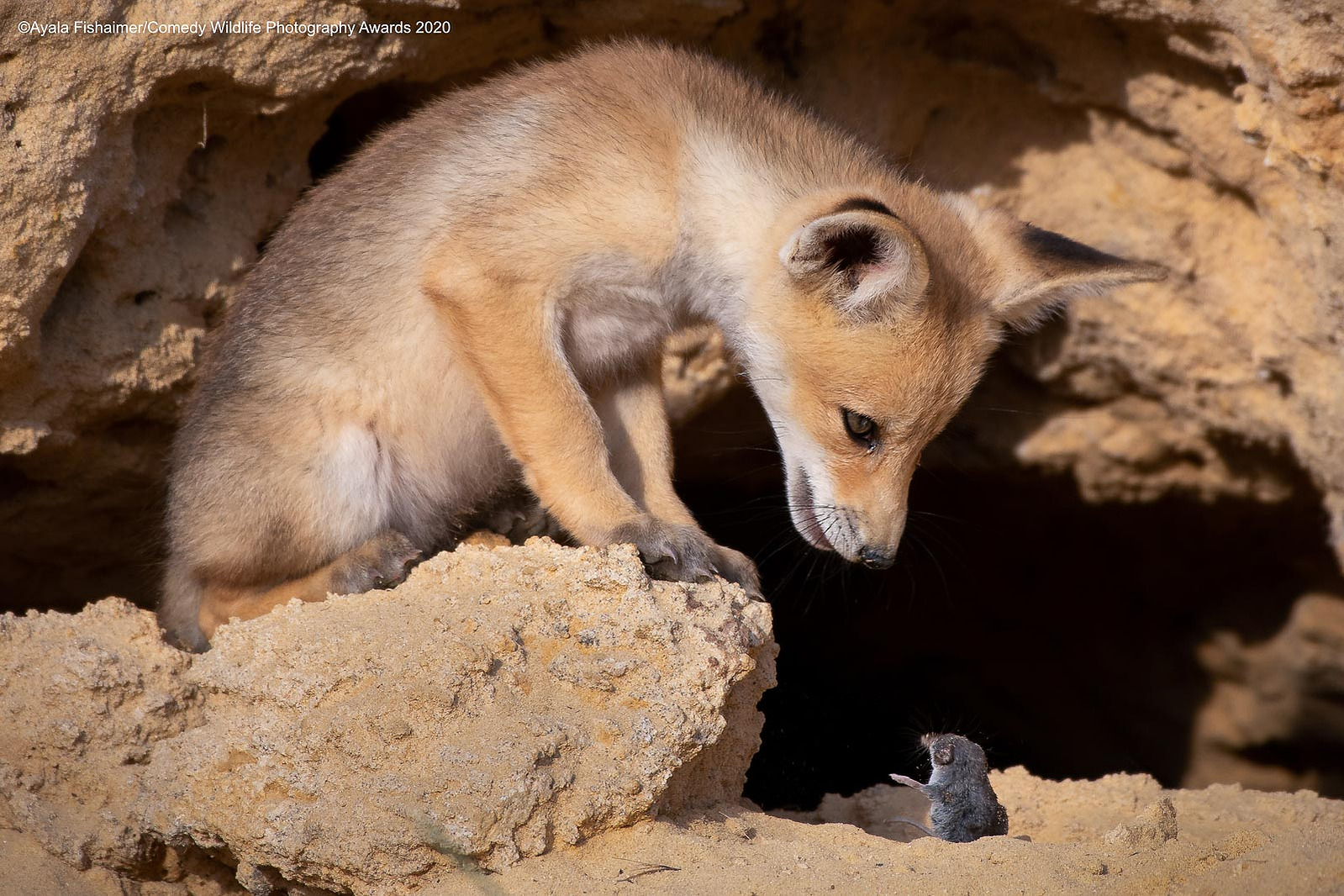 © Ayala Fishaimer / Comedy Wildlife Photography Awards 2020