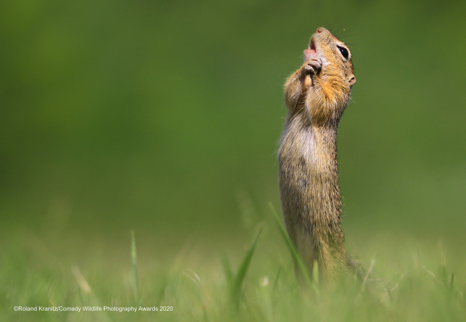 © Roland Kranitz / Comedy Wildlife Photography Awards 2020