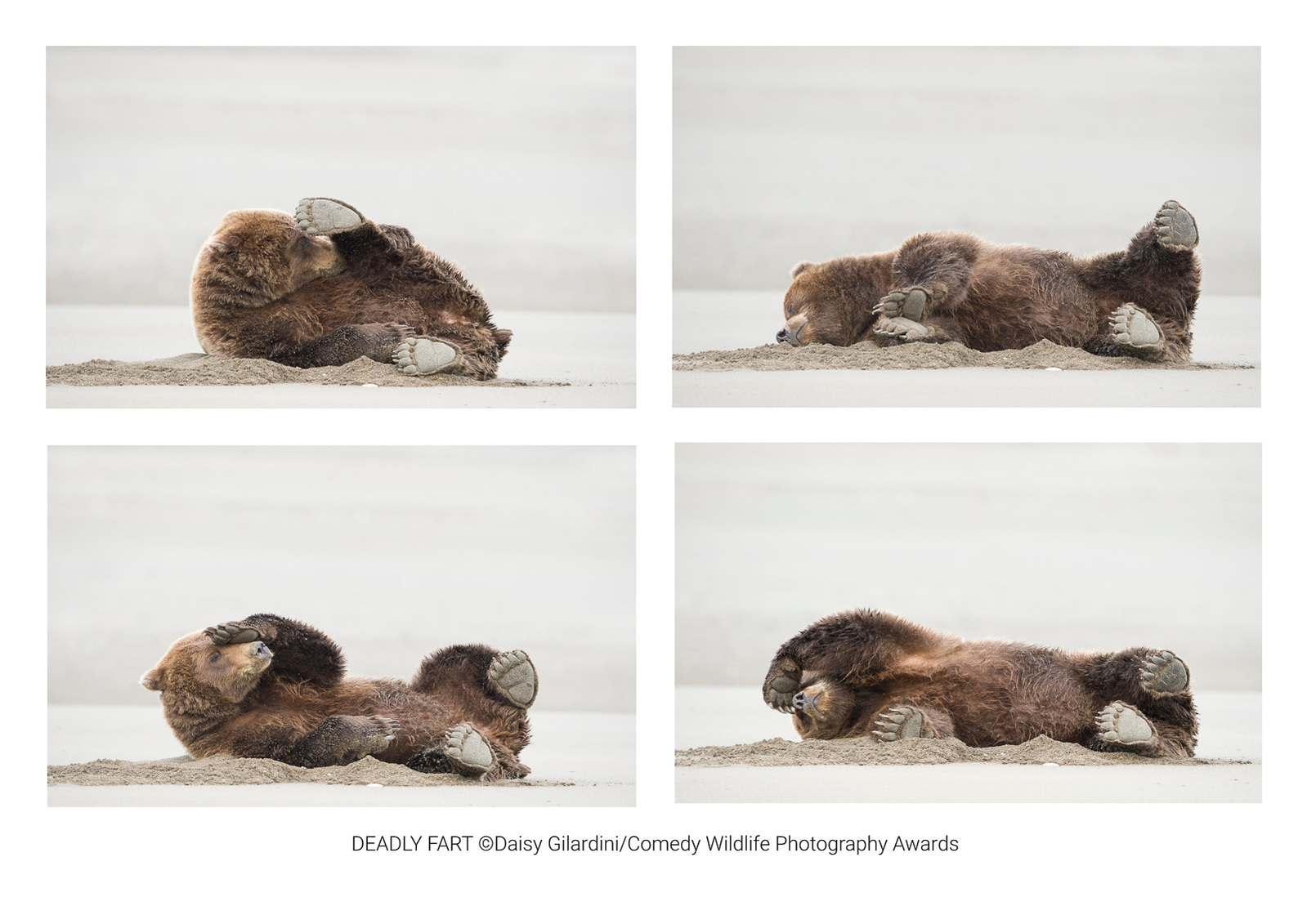 © Daisy Gilardini / Comedy Wildlife Photography Awards 2020