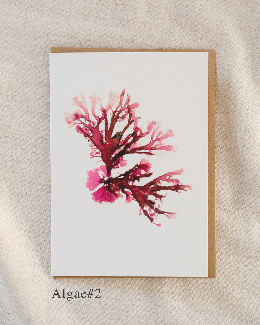 Algae#2
