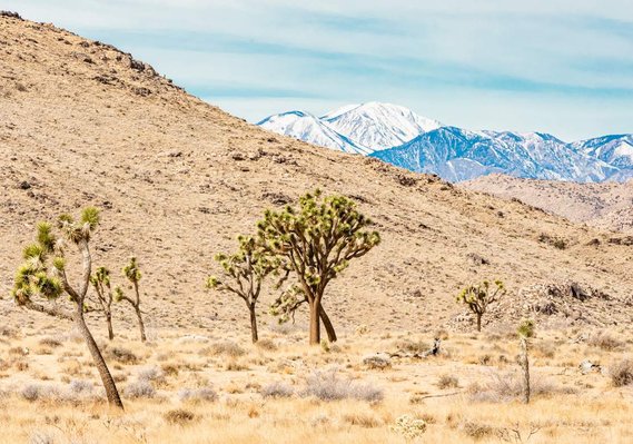 Joshua Tree National Park with Joshua Trees and snow capped mountain