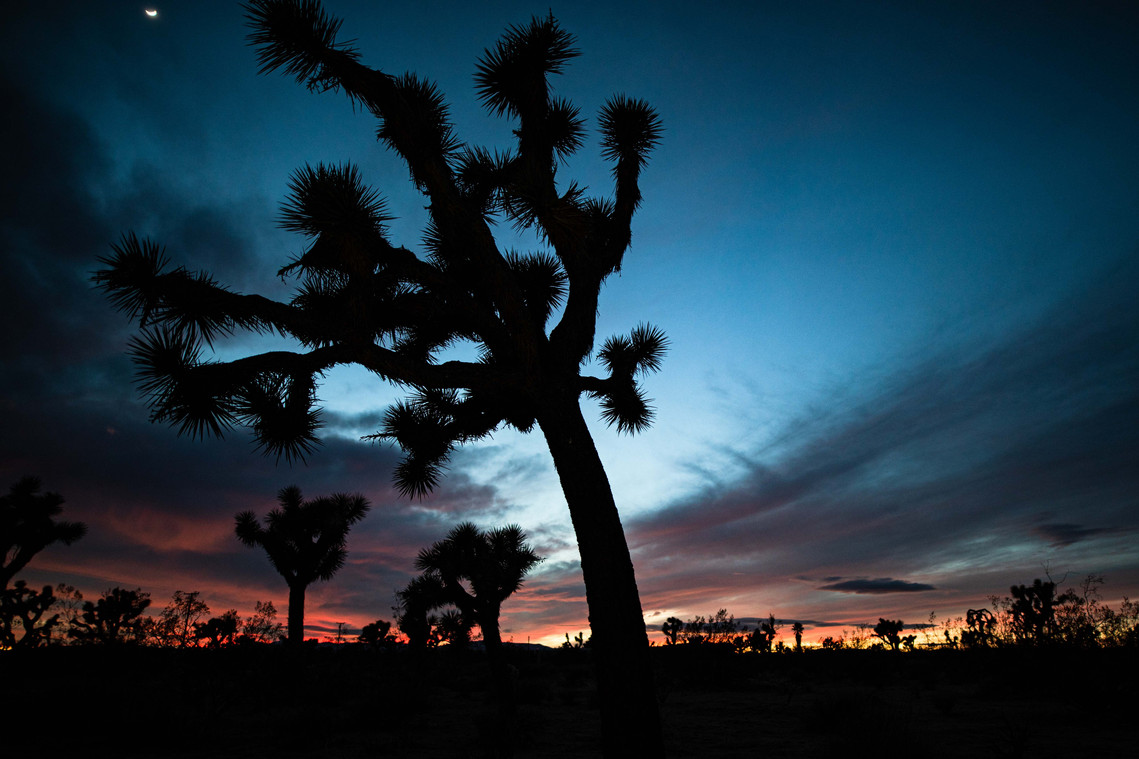 Large Joshua Tree Silhouette during sunset
