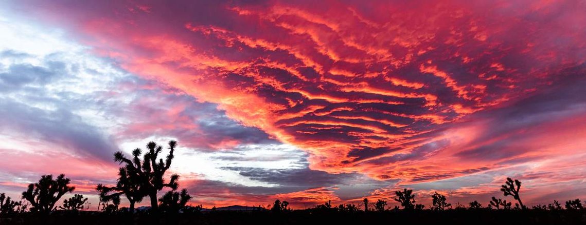 Pink sunset in Yucca Valley with Joshua Trees landscape