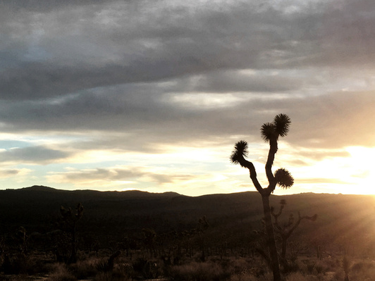 Desert sunset in Joshua Tree National Park, highlighting contrast between foreground and background