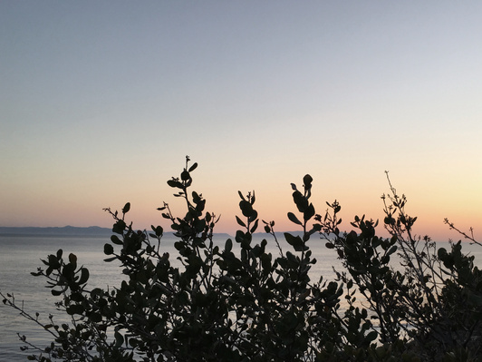 Sunset photo of plant and ocean in Palos Verdes, Los Angeles, highlighting contrast between foreground and background