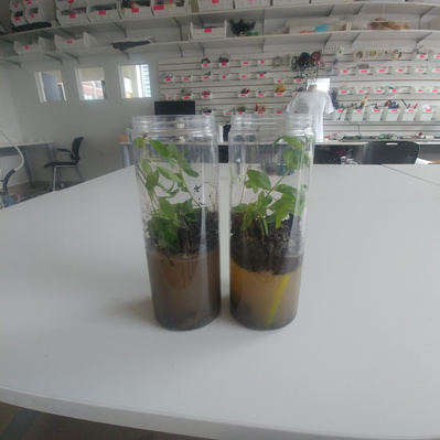 2 small ecosystems, containing water, rocks, soil and plant matter, sitting in clear containers. They sit on a desk in a studio.