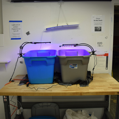 2 homemade ecosystems in storage containers sitting on a table, covered in LED grow lamps.
