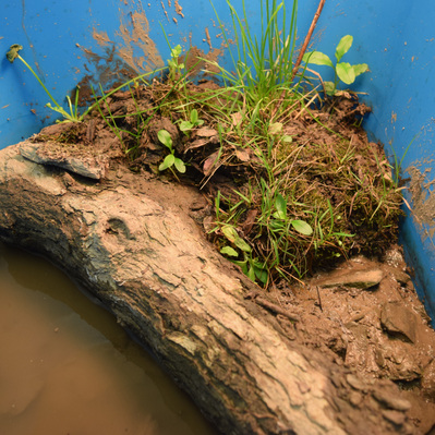 Homemade ecosystem including rock, mud, plant matter and river water.