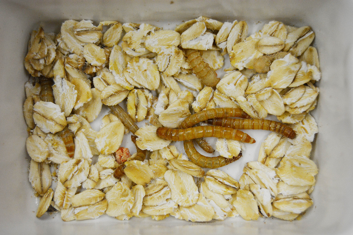 Andrew Atkin | Protein Farm