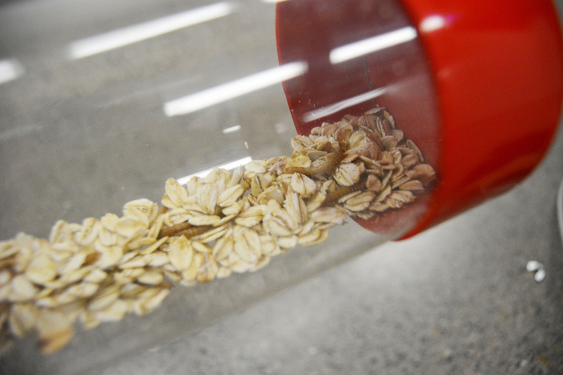 Andrew Atkin | Protein Farm