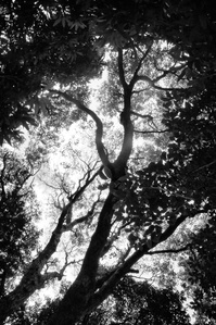 Trees in Tokyo center