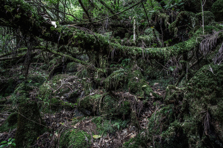 Forest of the penumbra, where the mosses reflect in their humidity the clouds, place which by its plant diversity also reminds me that in the heart of the primary and tropical forests hide plants which appear only if one stops a little.