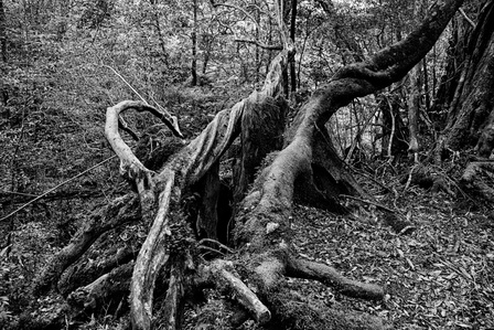 It is in the legends born in the heart of impenetrable forests that many tales find their roots.  The forest would be populated with countless creatures: mysterious fairies, merry goblins, disturbing fauns...