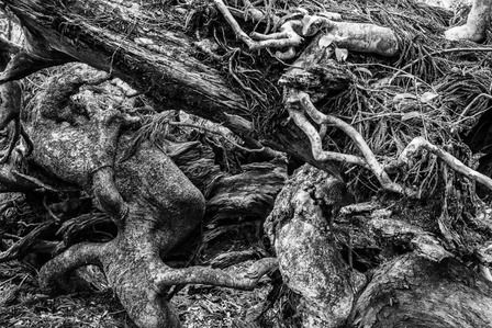 Regeneration start from a dead tree, then a ceed fall and a new tree can grow up.
