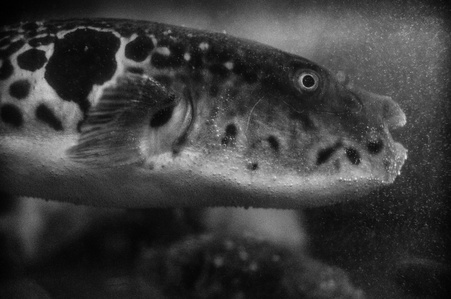 Fugu kiss can kill you