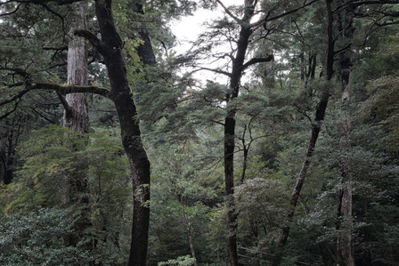 Yakushima primary forest.I can easily imagine that the Kamis, spirits of Shintoism present in everything were born here. The forest where Jōmon Sugi, the oldest of the cryptomers in Japan, is said by several sources to be 5,000 to 7,200 years old.