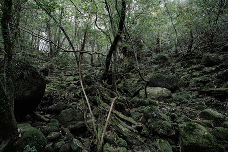 This is the place where Hayao Miyazaki start to draw Mononoke princess animation movie.