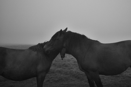 Des chevaux sur le chemin de Compostelle entre Saint-Jean-Pied-de-Port et Roncevaux dans les nuages.