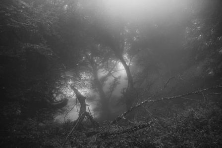 Le chemin de Compostelle entre Saint-Jean-Pied-de-Port et Roncevaux dans les nuages.