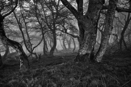 Le chemin de Compostelle entre Saint-Jean-Pied-de-Port et Roncevaux dans les nuages.