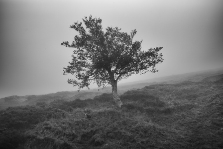 Un arbre seul sur le chemin de Compostelle entre Saint-Jean-Pied-de-Port et Roncevaux dans les nuages.