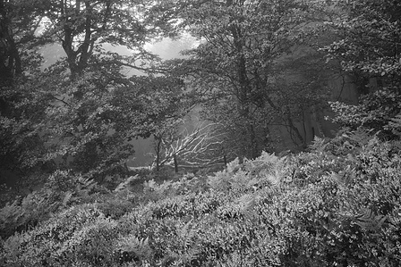 Le chemin de Compostelle entre Saint-Jean-Pied-de-Port et Roncevaux dans les nuages.