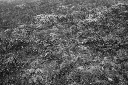 Le chemin de Compostelle entre Saint-Jean-Pied-de-Port et Roncevaux dans les nuages.