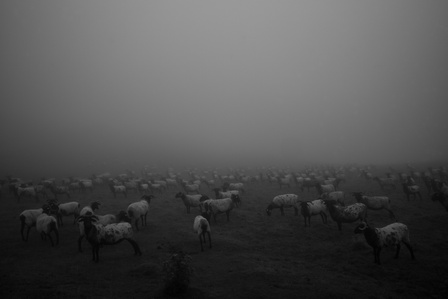 Un troupeau de brebis sur chemin de Compostelle entre Saint-Jean-Pied-de-Port et Roncevaux dans les nuages.