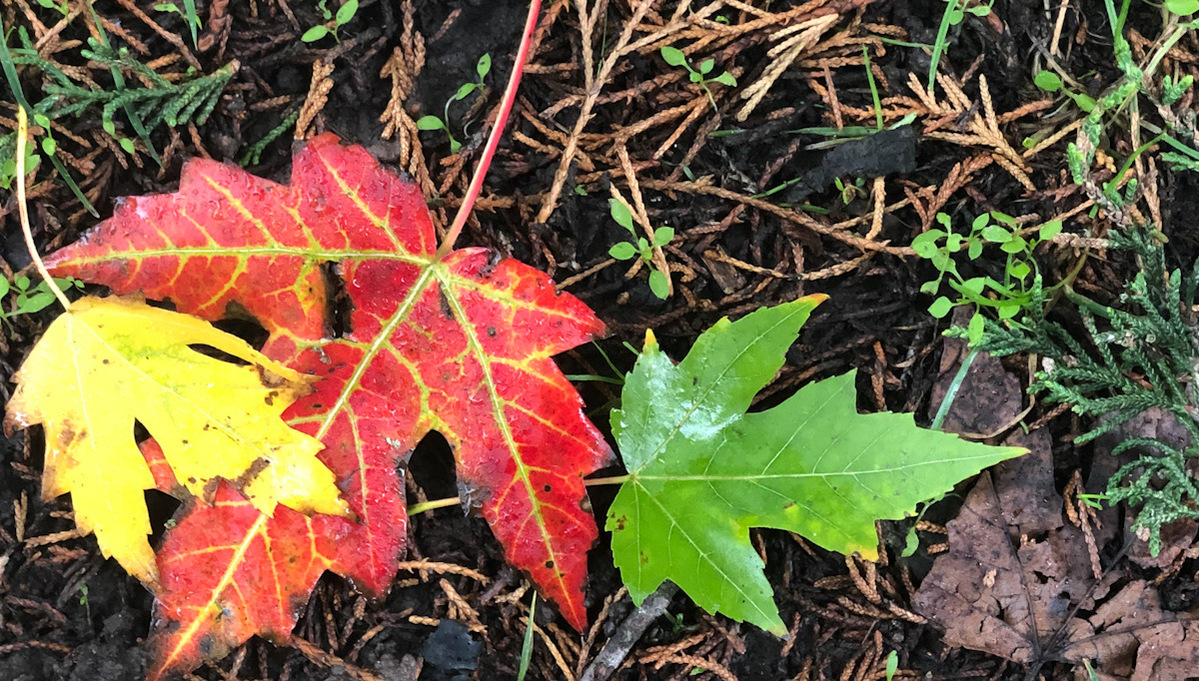Autumn maple leaves sit on the ground, one yellow one red with yellow veins and one bright green.