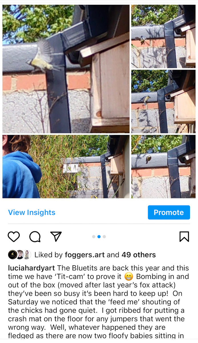 Instagram post about blue tits nesting with pictures of blue tits diving in and out of the box in various aerodynamic manoeuvres.